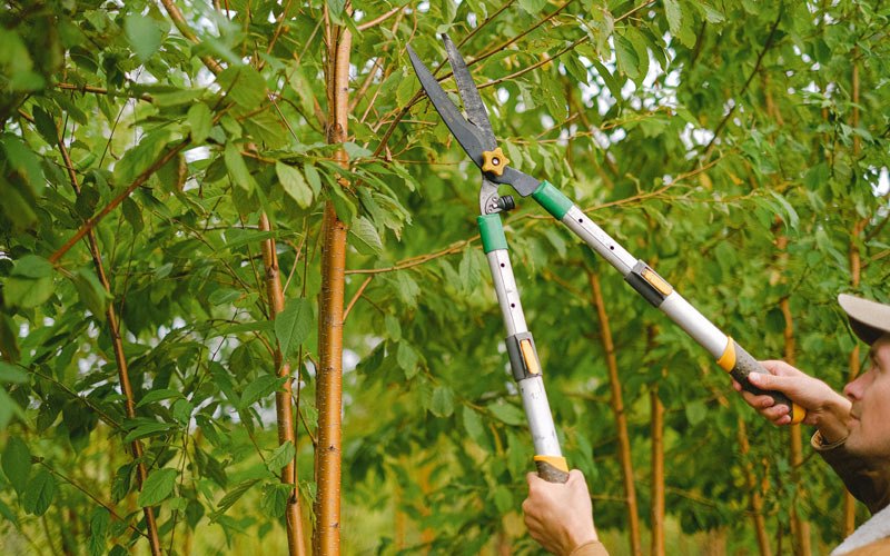 Tree trimming in Valier, IL