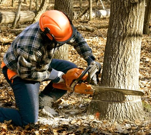 Tree Removal in Valier, IL